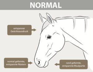 Schmerzgesicht Pferd normal