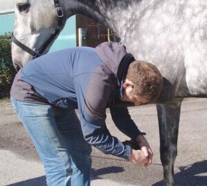 Tierarzt Michael Hüpen Fachtierarzt für Pferde